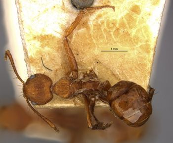 Media type: image;   Entomology 21187 Aspect: habitus dorsal view